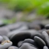 Dans nos vies trépidantes, vivre dans l'instant présent est devenu un véritable défi. L'agitation constante, les sollicitations numériques et notre tendance naturelle à vagabonder entre passé et futur nous éloignent du moment présent. Pourtant, une pratique simple et accessible nous offre une ancre précieuse : la pleine conscience.